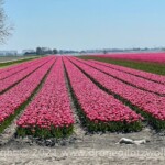 Tulpenroute Flevoland Tulpenroute Flevoland