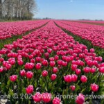 Tulpenroute Flevoland Tulpenroute Flevoland