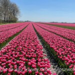 Tulpenroute Flevoland Tulpenroute Flevoland