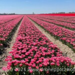Tulpenroute Flevoland Tulpenroute Flevoland