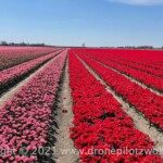 Tulpenroute Flevoland Tulpenroute Flevoland